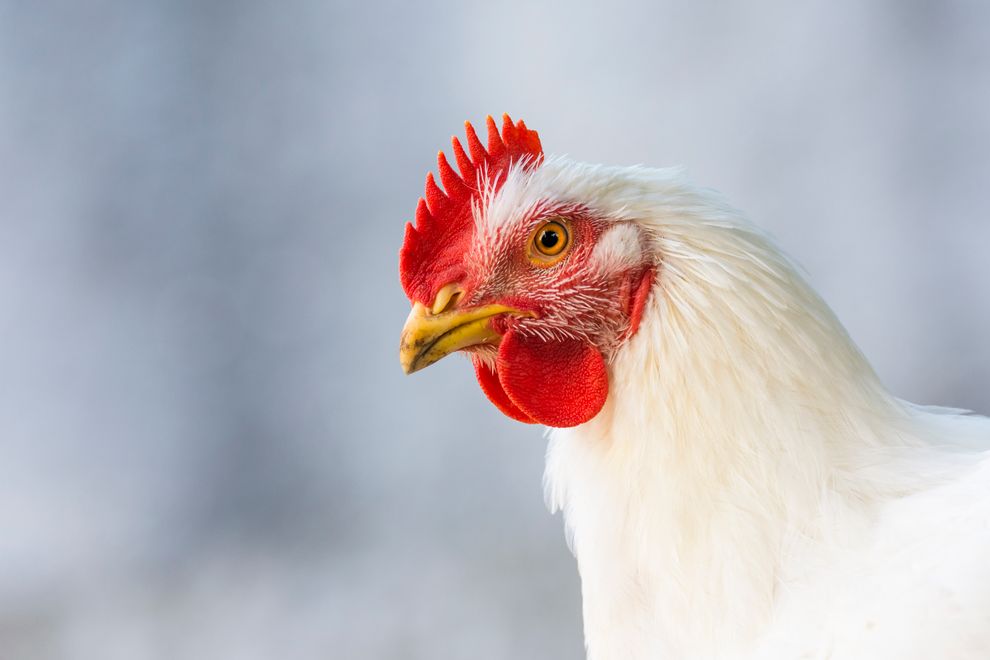 close up broiler