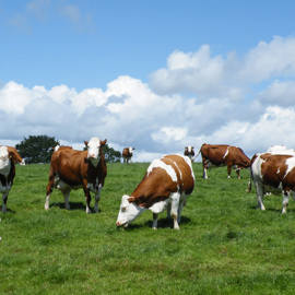 Dairy Cows Grazing