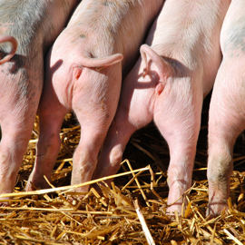 Piglets With Intact Tails