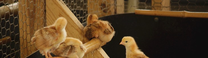 chicks