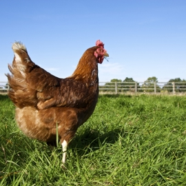 3 Hen On Grass Free Range 1306