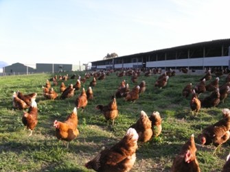 Free range hens