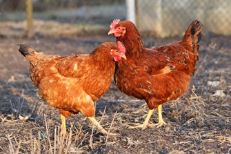 Laying hens outdoors