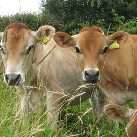 152 Hw Dairy Calves