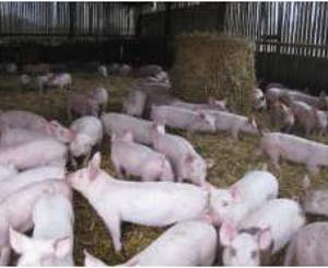 Produzione di carne suina nell’UE