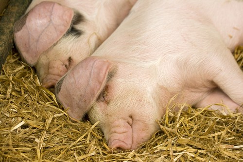 Pigs on straw
