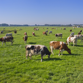Cows in field