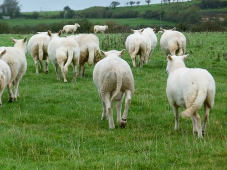 P1010441 Sheep With Tails On E1326378931555