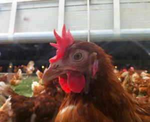 Produrre carne di pollo da galline ovaiole a fine ciclo