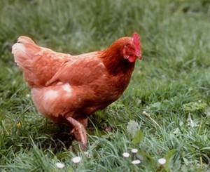 Problematiche di benessere - Tabella galline
