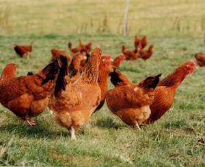 Principali indicatori di benessere - Galline Ovaiole