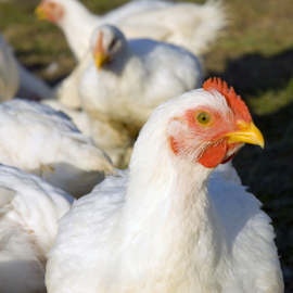 11 Broilers