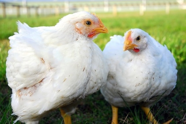 12Broilers Eligibilitycriteria