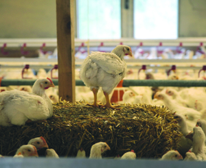 Produzione di carne di pollo nell’UE