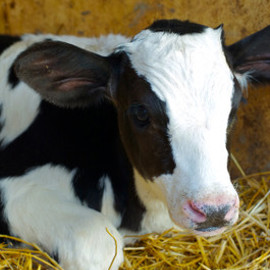 Dairy Calf On Straw