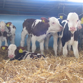 Dairy Calves On Straw