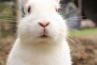 Rabbit face