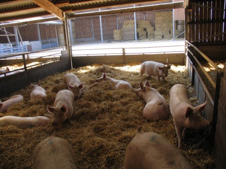 Sows3
