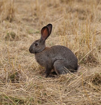 Free Range Rabbit 2