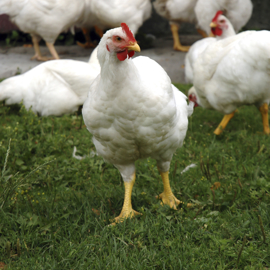 Broilers On Grass