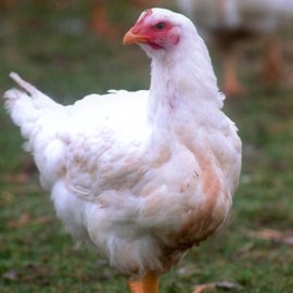 Free Range Broiler On Grass