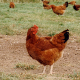 Lh 339