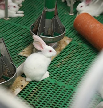 Kaufland Rabbits