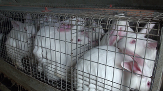 Caged rabbits