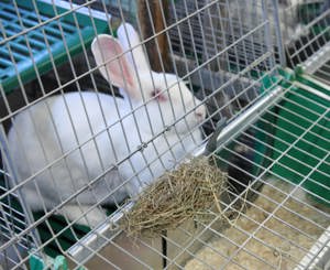 Problematiche di Benessere – Tabella fattrici