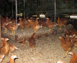 L'importanza di sistemi appropriati per l'allevamento delle pollastre