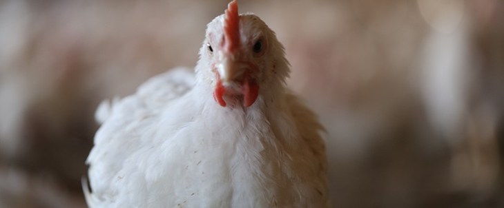 Primo piano di un pollo a base di carne bianca