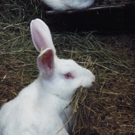 Kani Swiss rabbit.jpg