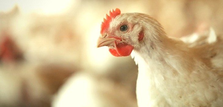 compass chicken enhanced.jpg