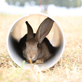 Free range rabbit.jpg