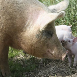Sow and piglet outdoors animal sentience email.jpg