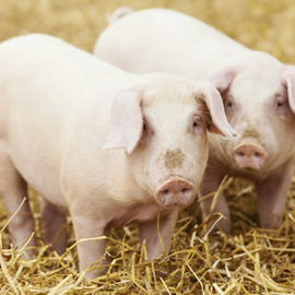 Pigs on straw.jpg