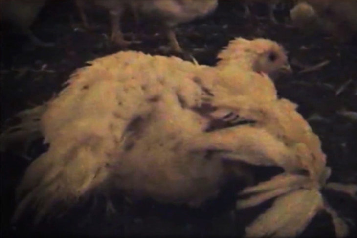 Lame-Chicken.jpg
