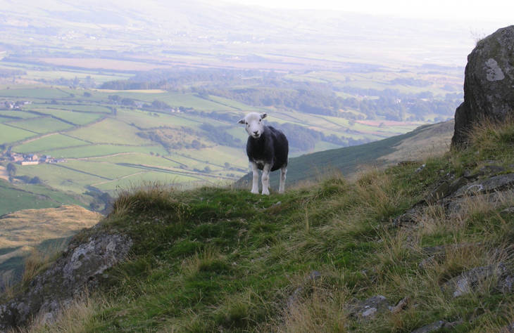 Sheep on hill 2000x1300.jpg