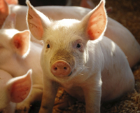 Piglet on straw 335x270.jpg
