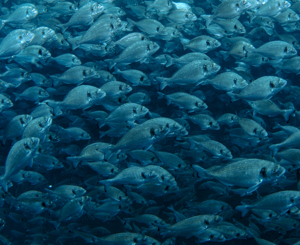 Migliorare il benessere in allevamento - Orata e branzino