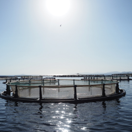 69634_Sea pens used for sea bream and sea bass farming_© Compassion in World Farming.jpg