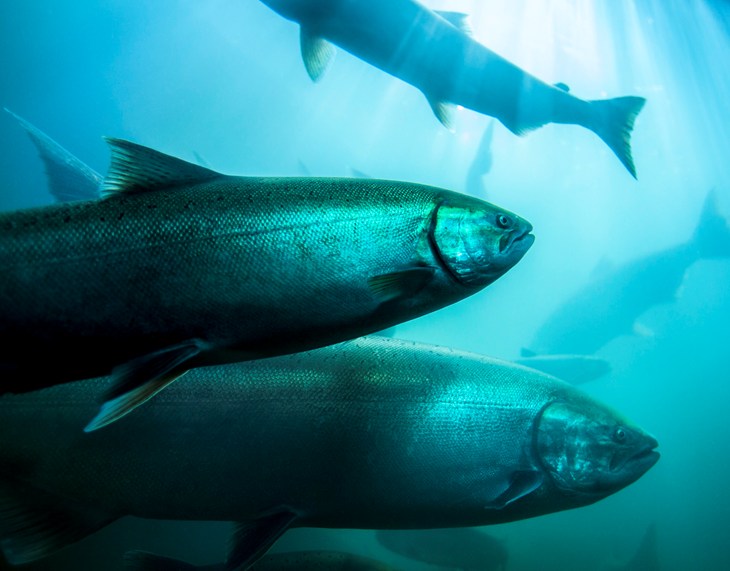 Atlantic Salmon - iStock-998165868 - lower res.jpg