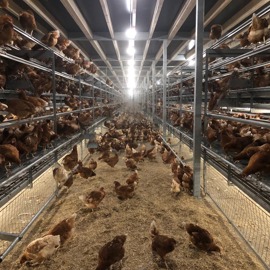 Noble Multi Tier Barn System 1 (1)