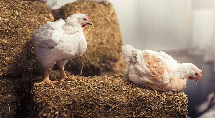 REMA Chicken