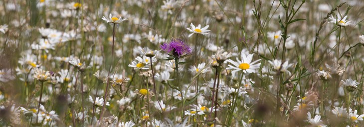 GFAW Meadow Featuring Ox Eye Daisy Scabious 2000X700