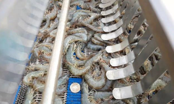 Whiteleg Shrimp
