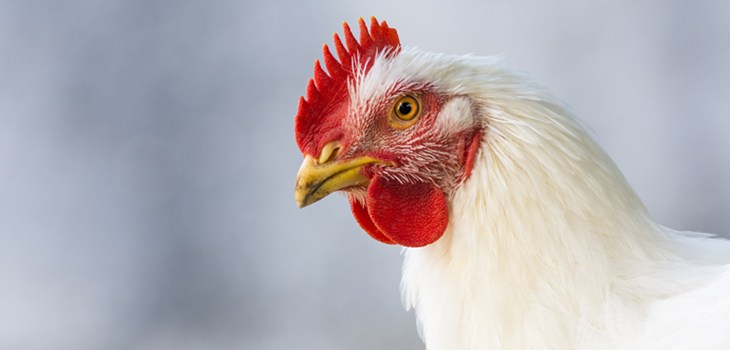 close up of healthy white broiler chicken