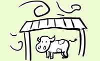 Illustrazione di un vitello al riparo dalle intemperie