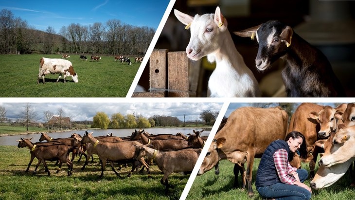 Montage of farm animals outside