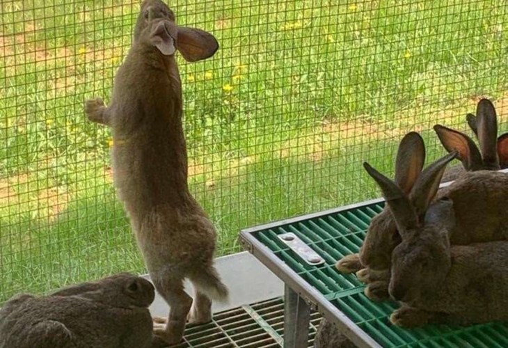 Wisium Rabbits in higher welfare housing with access to outdoors